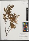 Foto von Salix waldsteiniana Willd.